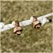 Voltada 50 Pack High Strength Copper Alloy Split Bolt Connector for Equine Fencing